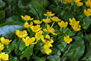 marsh marigold