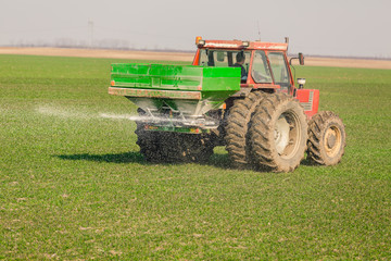 Farmer in tractor fertilizing wheat field at spring with npk