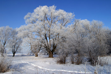 beauty of winter nature