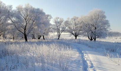 beauty of winter nature