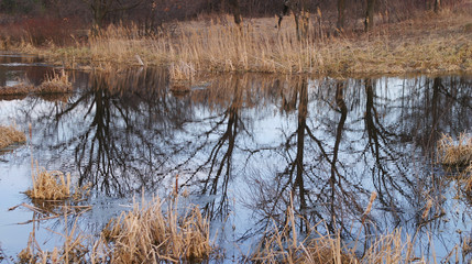 spring landscape