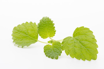 Mint leaves on the white background.
