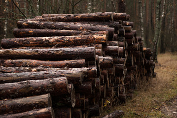 logging, old wood,