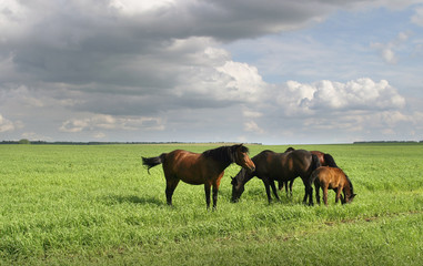Obraz premium Horses in the meadow