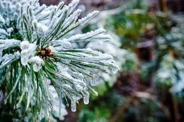 Pine branches, needles covered with frost.