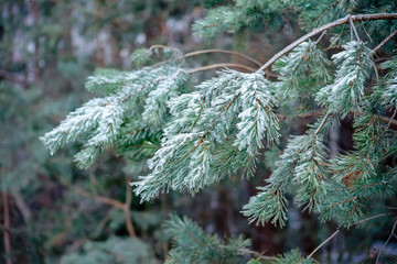 The frozen droplets of ice on pine needles.