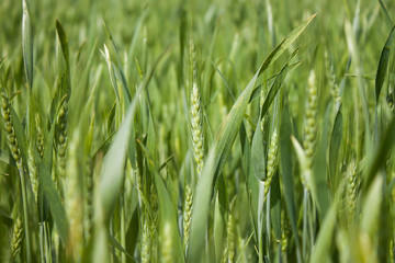 Green Wheat field in Ukraine