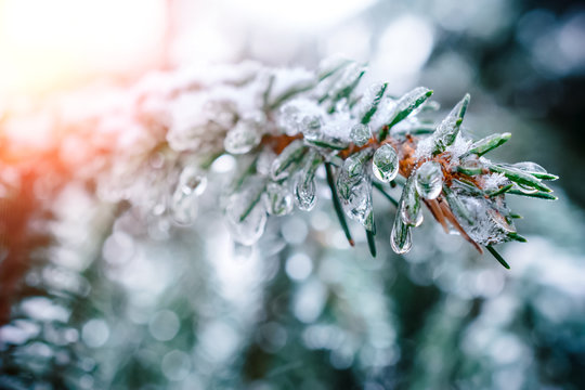 Spruce twig with frozen ice droplets. Illuminated low winter sun.