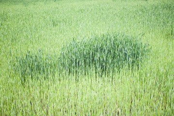 Green wheat field in summer. 