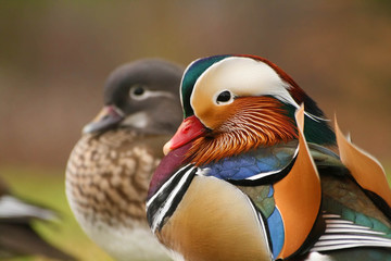 Two mandarin ducks - 126403719