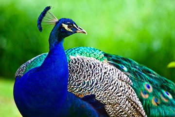 Peacock on green background
