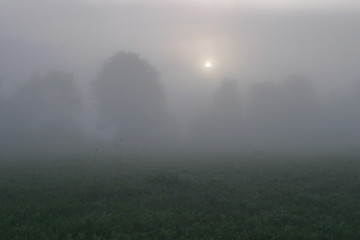 thick fog in the field at sunrise