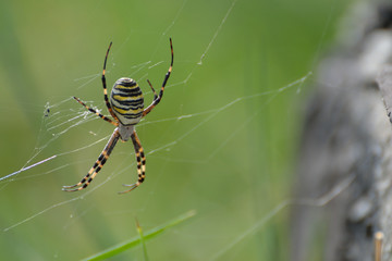 Argiope bruennichi