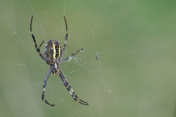 Argiope bruennichi