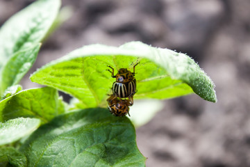 Colorado beetle on potato leaf.