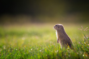 Naklejka na ściany i meble Ground Squirrel Standing on Field and Looking into The Distance