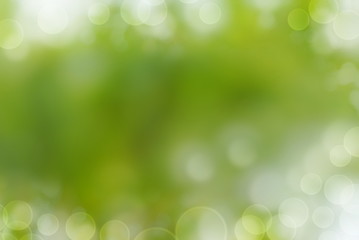 Fototapeta premium nature green bokeh spring background