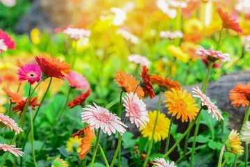 Fotobehang Gerbera Kleurrijke gerberabloemen op een weide met zonlichteffect, wijnoogst