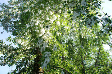 Fototapeta premium Poplar fluff on the trees 