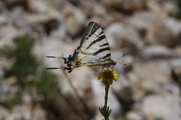 Butterfy Swallowtail Croatia. Protected species.