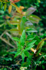 Flower grass in the garden.