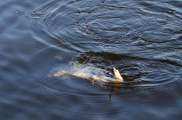 pike