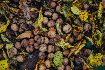 Pile of walnuts and yellow leaves in the ground