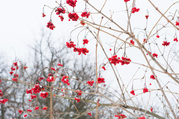 Branches of rowan in snow clear frosty day. Winter background. Lookup. Mountain ash.