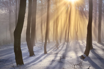 Winter or christmas concept photo - scenery from snowy forest with warm orange rays - wallpaper...
