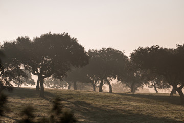 Foggy countryside