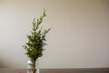 Christmas Evergreen in Mason Jar