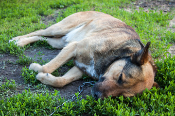 Dog sleeping in the garden.