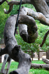 Fototapeta na wymiar elements Zaporozhye oak branches