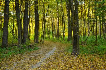 Sunlight in the autumn forest.  landscape