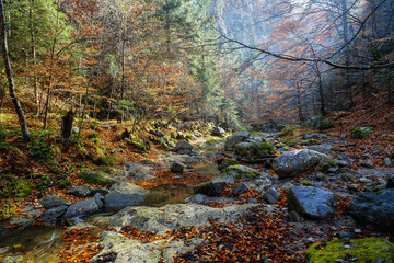 Landscape from Valea lui Stan gorge in Romania