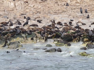 Cape fur seals on Geyser rocks