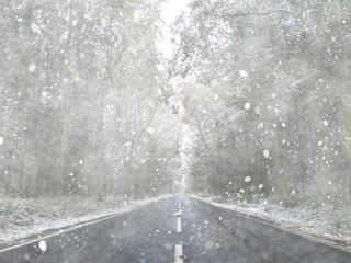 Country road with snowy trees and snowstorm in winter