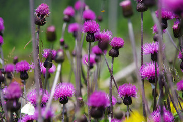 Mountain meadow in summer