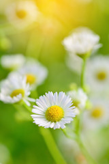 Obraz na płótnie Canvas Closeup of chamomile flowers and blur background