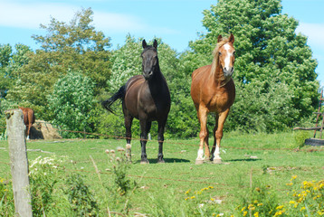 horses in a field green grass enclosure ranch country landscape