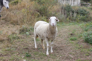 Mouton en montagne