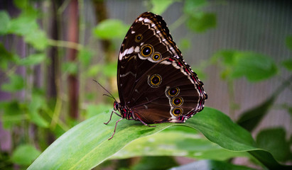 Fototapeta na wymiar Schöner Schmetterling