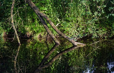 Am Bruchgraben, oder Regenwald?