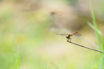 赤とんぼ dragonfly