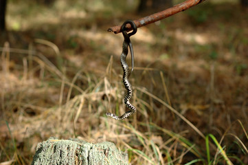 Grass snake hanging on a stick in the woods.