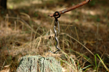 Grass snake hanging on a stick in the woods.