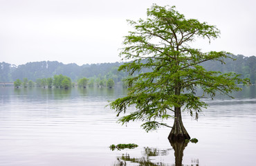 Martin Dies, Jr. State Park