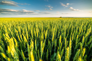 Green field of sprouting wheat - obrazy, fototapety, plakaty