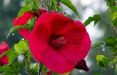 Große Hibiskusblüte © Horst Hübner