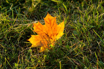 Yellow maple leavf lies on the grass in autumn and shimmer in the sun.
